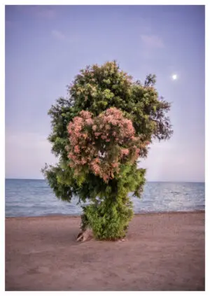 El Taray de la Playa de los Bajos II, 2024