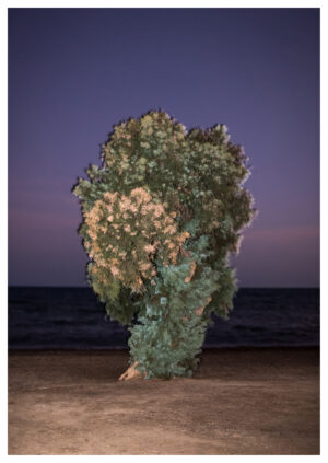 El Taray de la Playa de los Bajos III, 2024